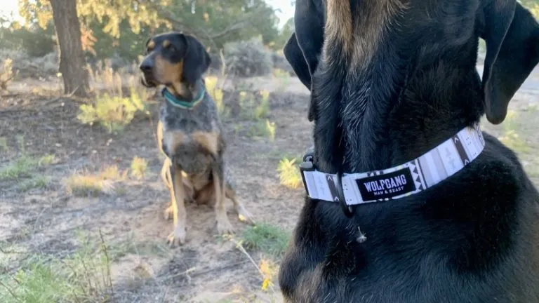 Best 5 Anti-Bark Collars For Dogs US – Ava's Review